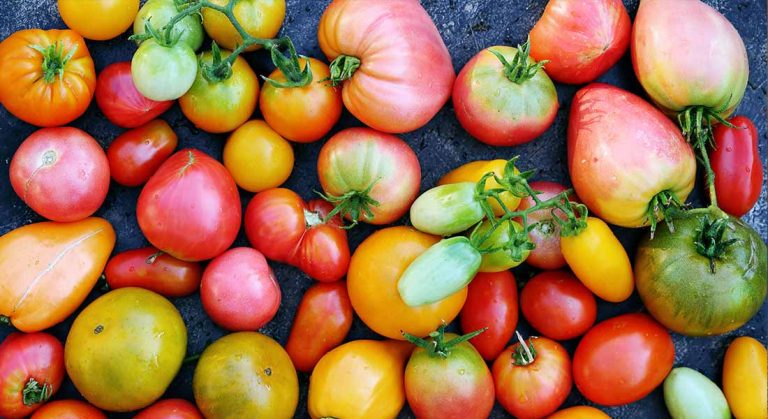 Bułgarskie pomidory - na zdjęciu różne odmiany