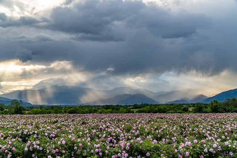 Czym Bułgaria Może Zaimponować Polakom? 7 Dolina Róż w Bułgarii o wschodzie słońca