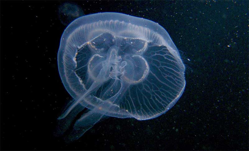 Meduza Aurelia aurita w morzu