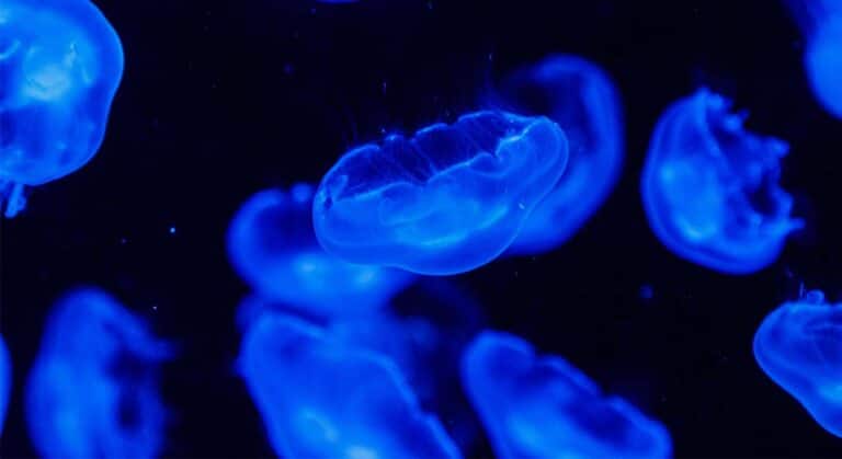Meduza Rhizostoma pulmo w wodach Morza Czarnego przy plaży w Słonecznym Brzegu