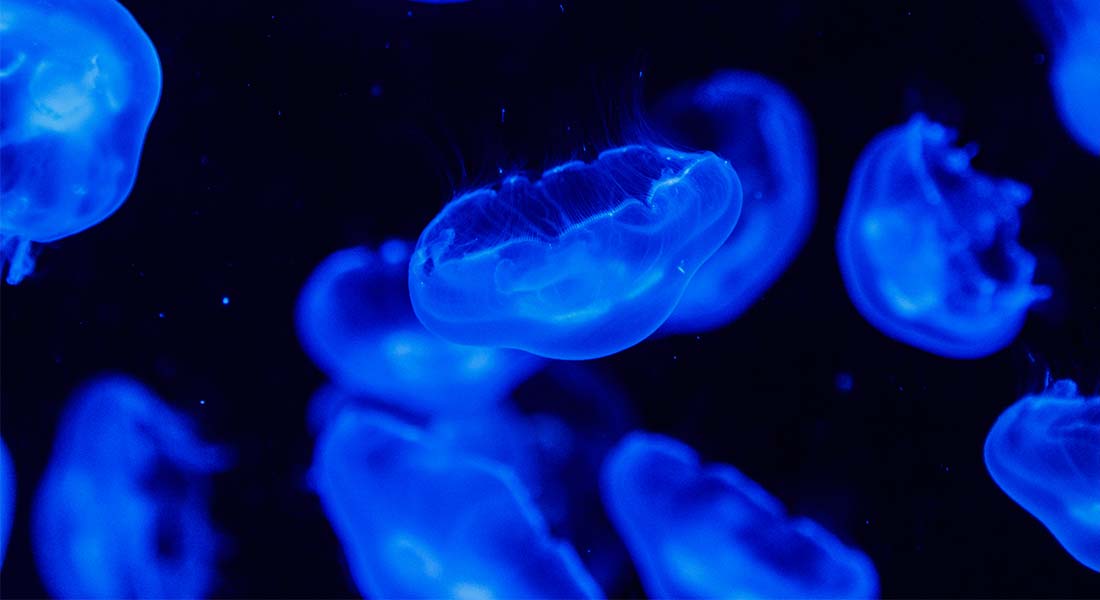 meduzy naglowkowe | Słoneczny Brzeg