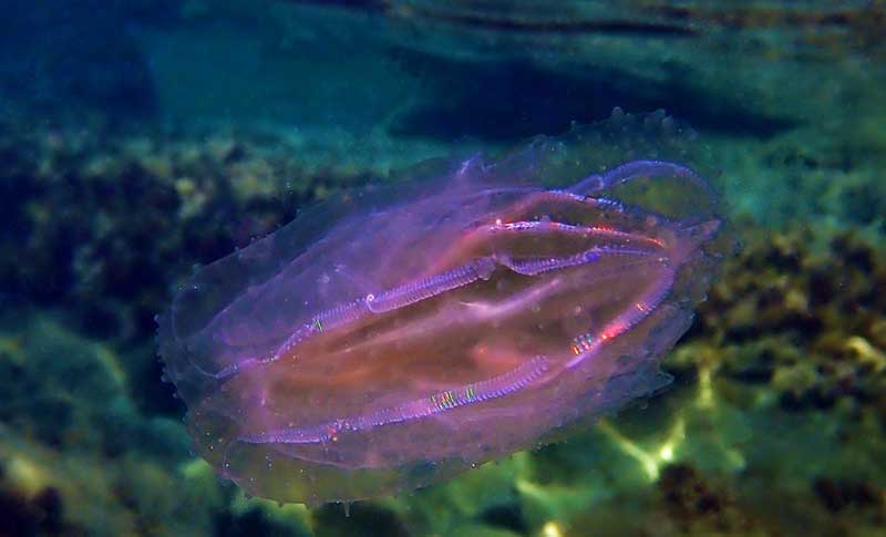 Zebropław Mnemiopsis leidyi
