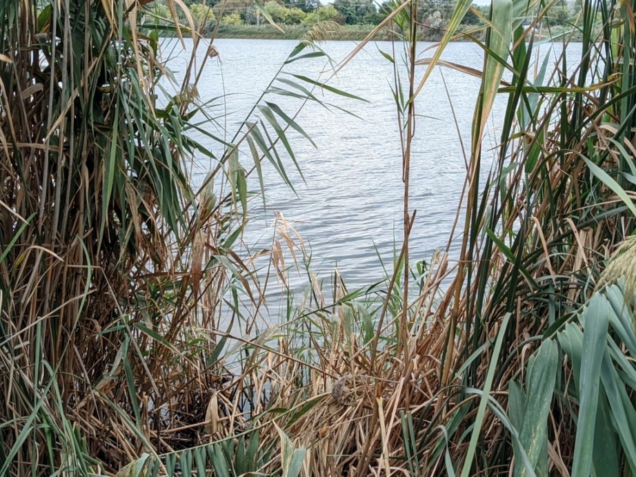 Jezioro w Słonecznym Brzegu