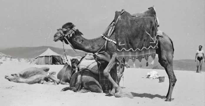 Niezwykła Historia Bułgarskiego Słonecznego Brzegu 6 Wielbłąd na plaży w Słonecznym Brzegu