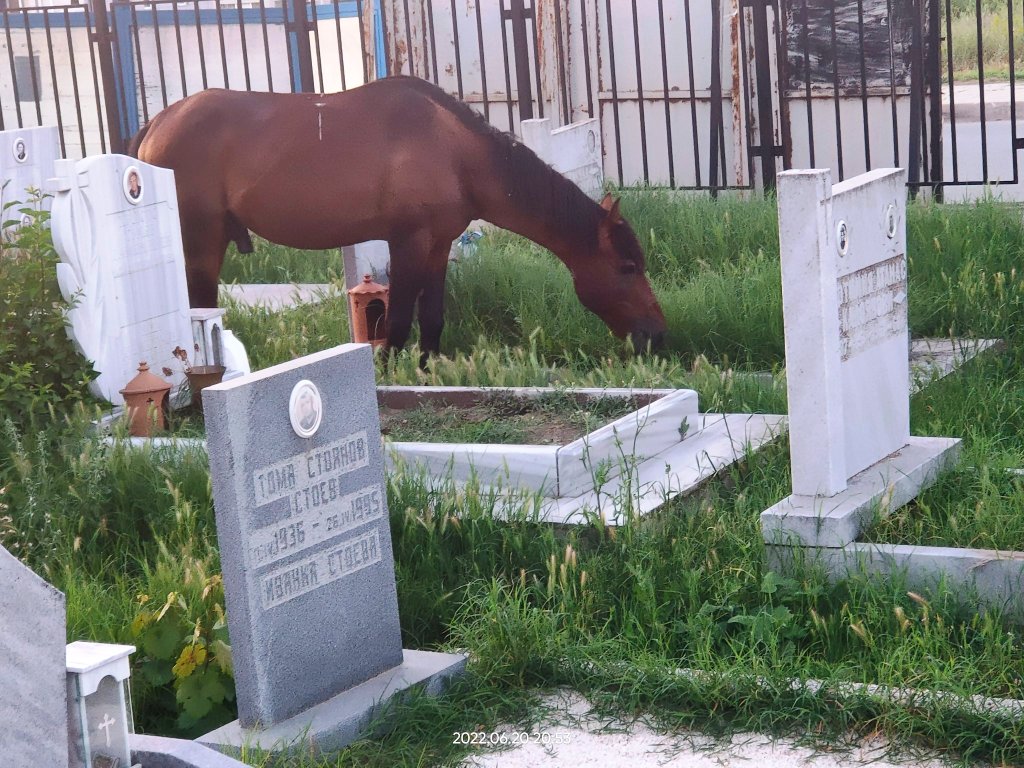 Koń na cmentarzu w Słonecznym Brzegu
