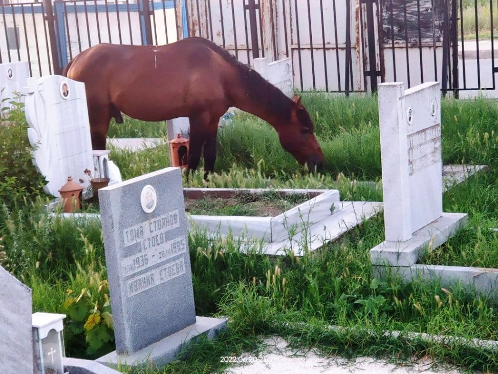 Kon skubie trawę na cmentarzu