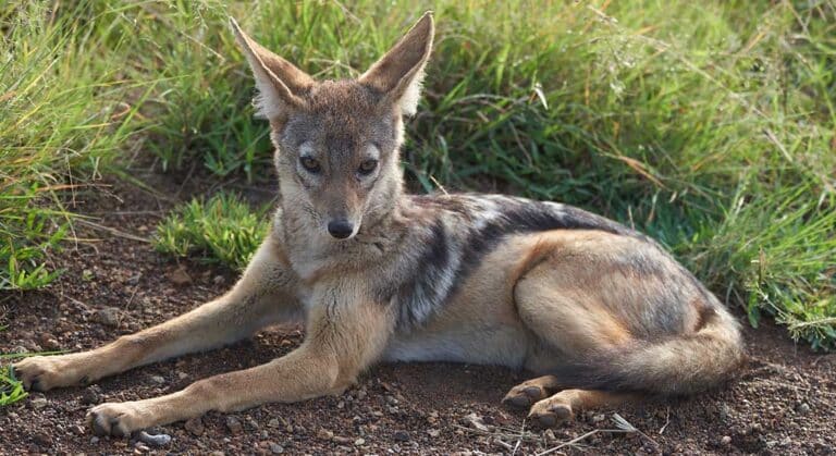 Szakal w Bułgarii? Oczywiście, że tak