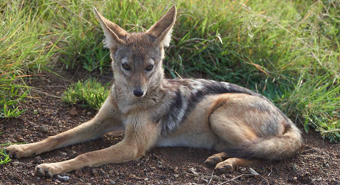 szakal zlocisty bulgaria | Słoneczny Brzeg
