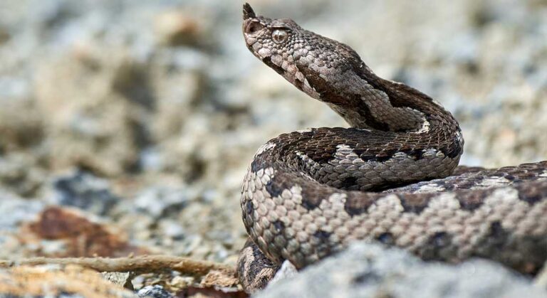 Żmija Nosoroga w Bułgarii – najbardziej jadowity wąż Europy