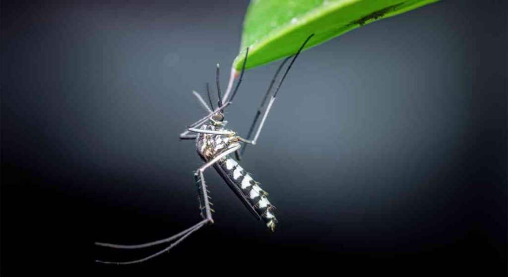 Komar Tygrysi w Bułgarii - Aedes albopictus