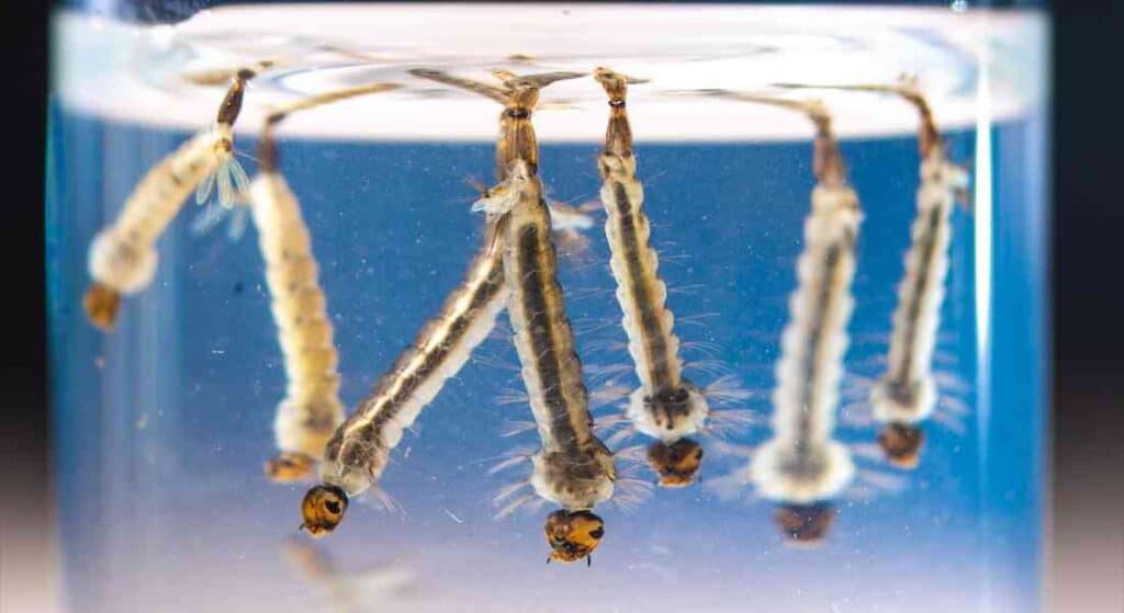 larwy Aedes albopictus czyli komara tygrysiego