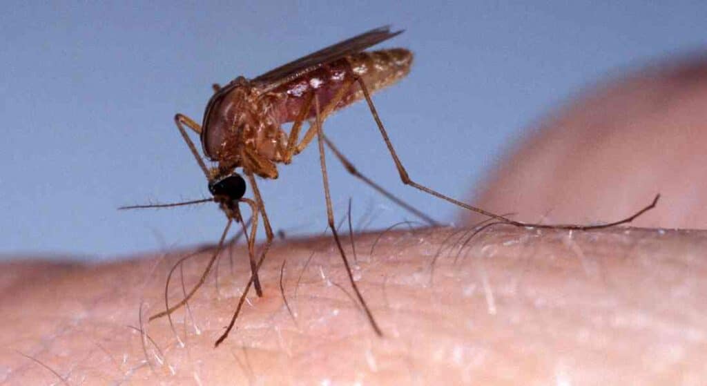 Komar nocny w Bułgarii  - Culex quinquefasciatus
