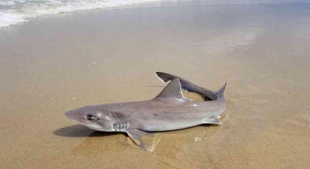 rekin koleń czyli dogfish wyrzucony na plażę